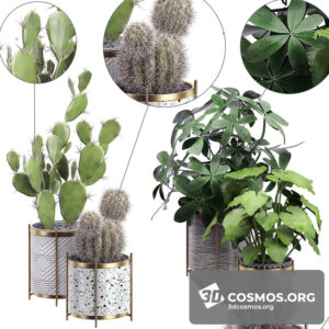 Plants- Indoor-2827895.5eac607f4e2f6