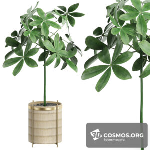 Plants- Indoor-2832420.5eb04a6a351a9