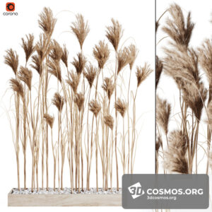 Plants- Indoor-2860782.5ec4fca6e0bce