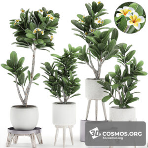 Plants- Indoor-2873642.5ecf9ea09ce8c