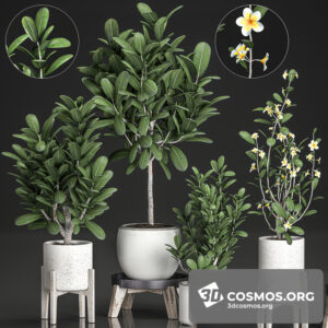 Plants- Indoor-2875369.5ed0f5e5506ef