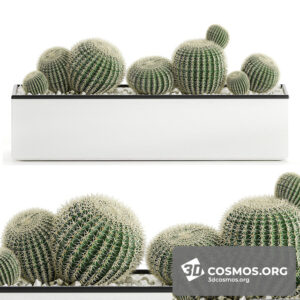 Plants- Indoor-2897294.5ee4b43bb9ef0