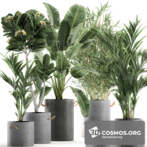 Plants- Indoor-2909692.5ef097d56604b