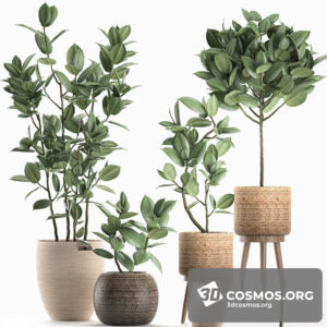 Plants- Indoor-2916732.5ef72df0d7bb3