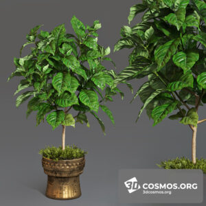 Plants- Indoor-2918279.5ef8f3ab26d23