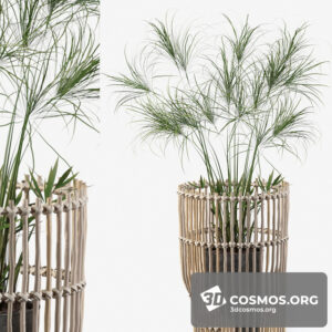 Plants- Indoor-2971021.5f27cf5e8d3ba