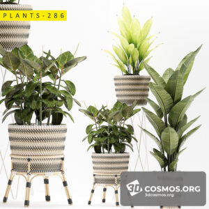 Plants- Indoor-3027180.5f5d79baaab78