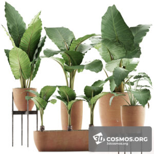 Plants- Indoor-3031335.5f6129a56b1e8