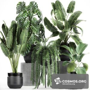 Plants- Indoor-3044022.5f6c735969586