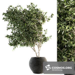 Plants- Indoor-3068818.5f8454afc922c