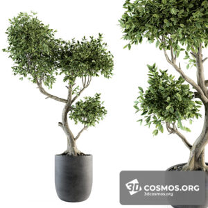 Plants- Indoor-3150672.5fc8e63d7faaa