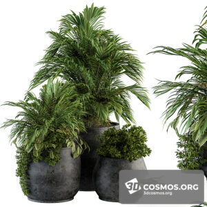 Plants- Indoor-3155068.5fccb37617631