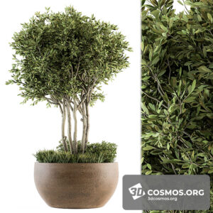 Plants- Indoor-3187704.5fe461243fa25