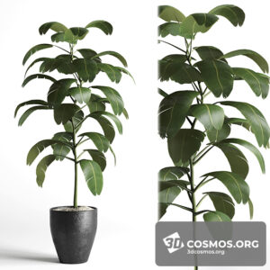 Plants- Indoor-3218547.5fff6f9a48c00