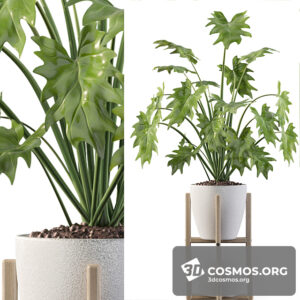 Plants- Indoor-3287804.6033624707338