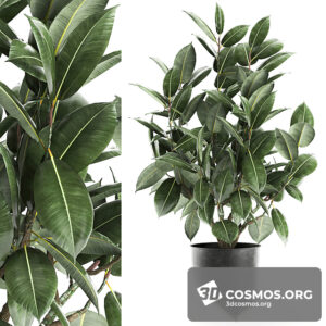 Plants- Indoor-3301879.603e27bcbd918