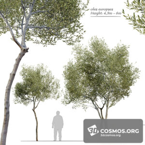 Plants- Indoor-3325484.60508c9f12e4c