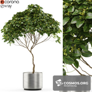 Plants- Indoor-3394774.60816ff50377a