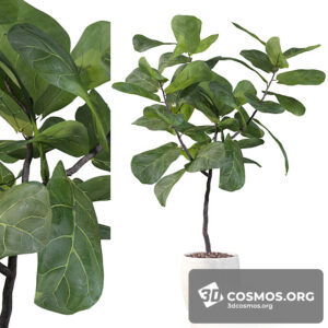 Plants- Indoor-3408051.608ba6a179d3f