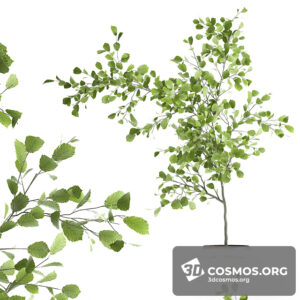 Plants- Indoor-3411607.608ebbc85ddcf