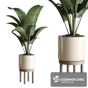 Plants- Indoor-3428285.609bf7afce302