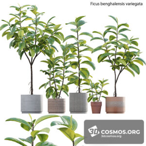 Plants- Indoor-3524984.60e6d03445085