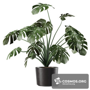 Plants- Indoor-3542260.60f2f99e49c33