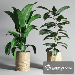 Plants- Indoor-3545751.60f5ba55e9a86