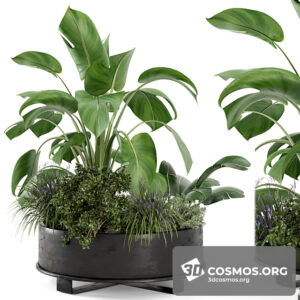 Plants- Indoor-3583324.6111435834f3a