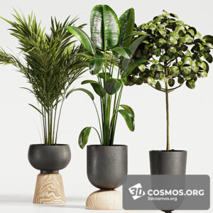 Plants- Indoor-3594835.611a5452de0b0