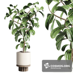 Plants- Indoor-3596115.611b5116d5de3