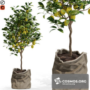 Plants- Indoor-3602429.611fbfab24f9b