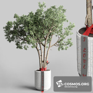 Plants- Indoor-3605323.6122604bb4665