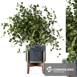 Plants- Indoor-3611760.612741946efc7