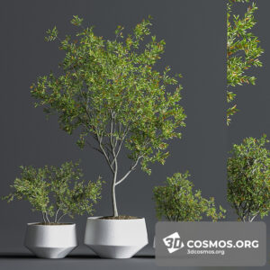 Plants- Indoor-3620559.612ddb640486d