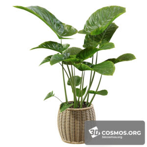 Plants- Indoor-3621886.612e5e8e1caef