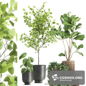 Plants- Indoor-3641412.613c706f07afb