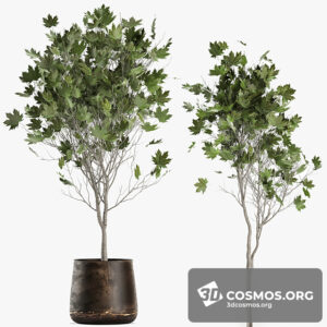 Plants- Indoor-3645706.613f7275632dd