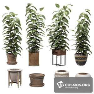 Plants- Indoor-3666771.614d330a7f59a