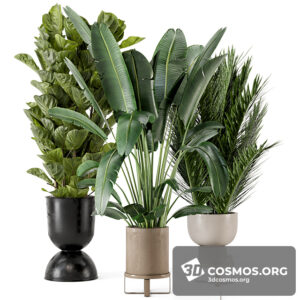 Plants- Indoor-3686217.6159aa7fda77e