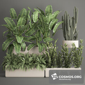 Plants- Indoor-3776276.618cfed6c687a