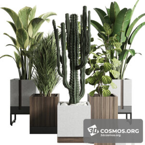 Plants- Indoor-3846491.61b60d8ef35fc