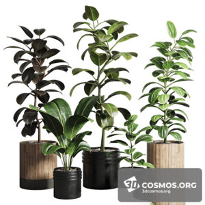 Plants- Indoor-3869115.61c349652a1af