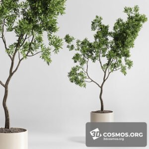 Plants- Indoor-3933985.61ed8d2f44bf1