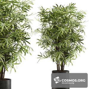 Plants- Indoor-3937340.61ef33920385b