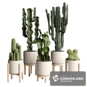 Plants- Indoor-3990137.620bd96fc4d3f