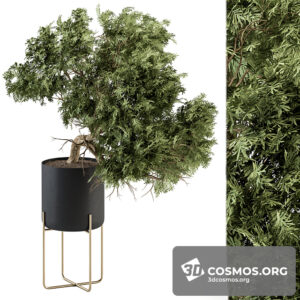 Plants- Indoor-3993974.620db8fbaff2e