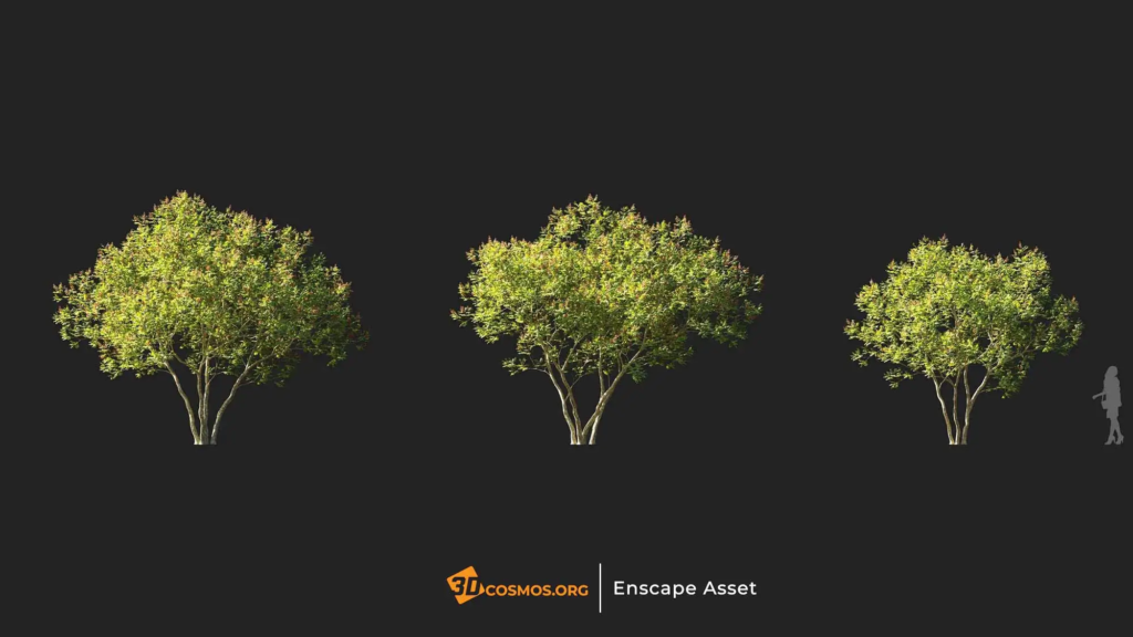 3dcosmos.org-MT-PM-V107-Amorpha-fruticosa-01-01-03_1_1