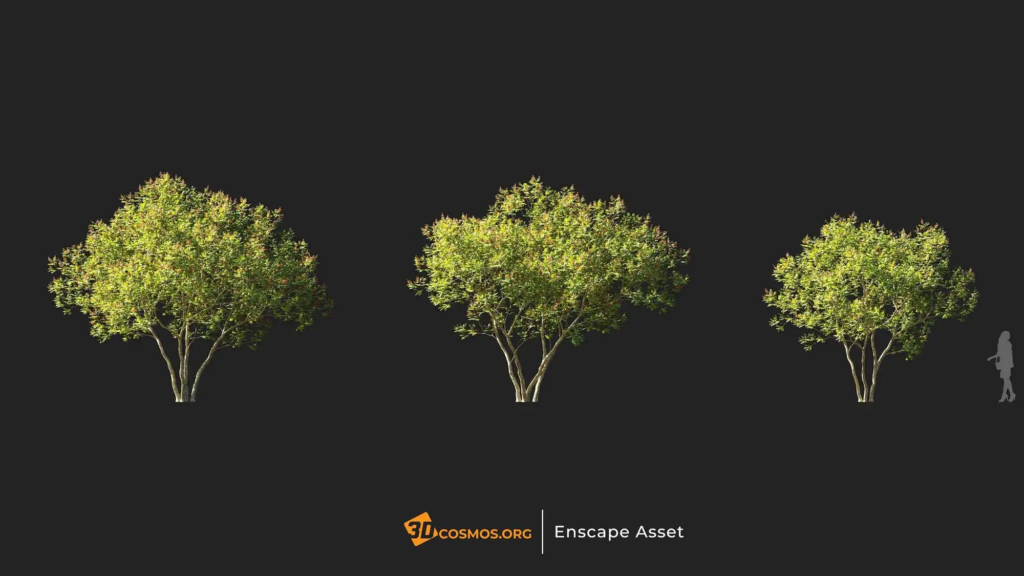 3dcosmos.org-MT-PM-V107-Amorpha-fruticosa-01-01-03_2