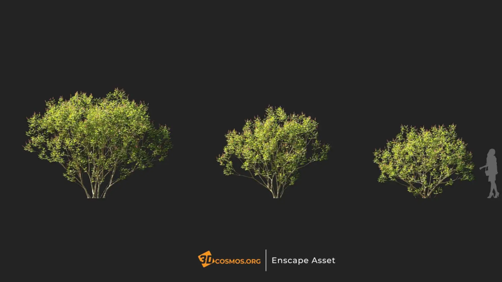 3dcosmos.org-MT-PM-V107-Amorpha-fruticosa-01-04-06_1
